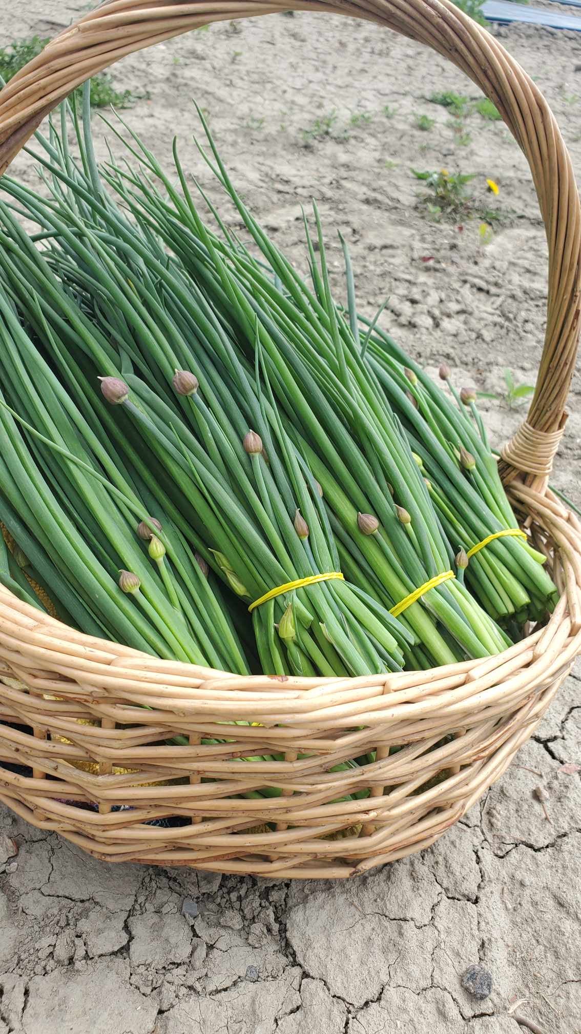 G-Ciboulette Bouquet