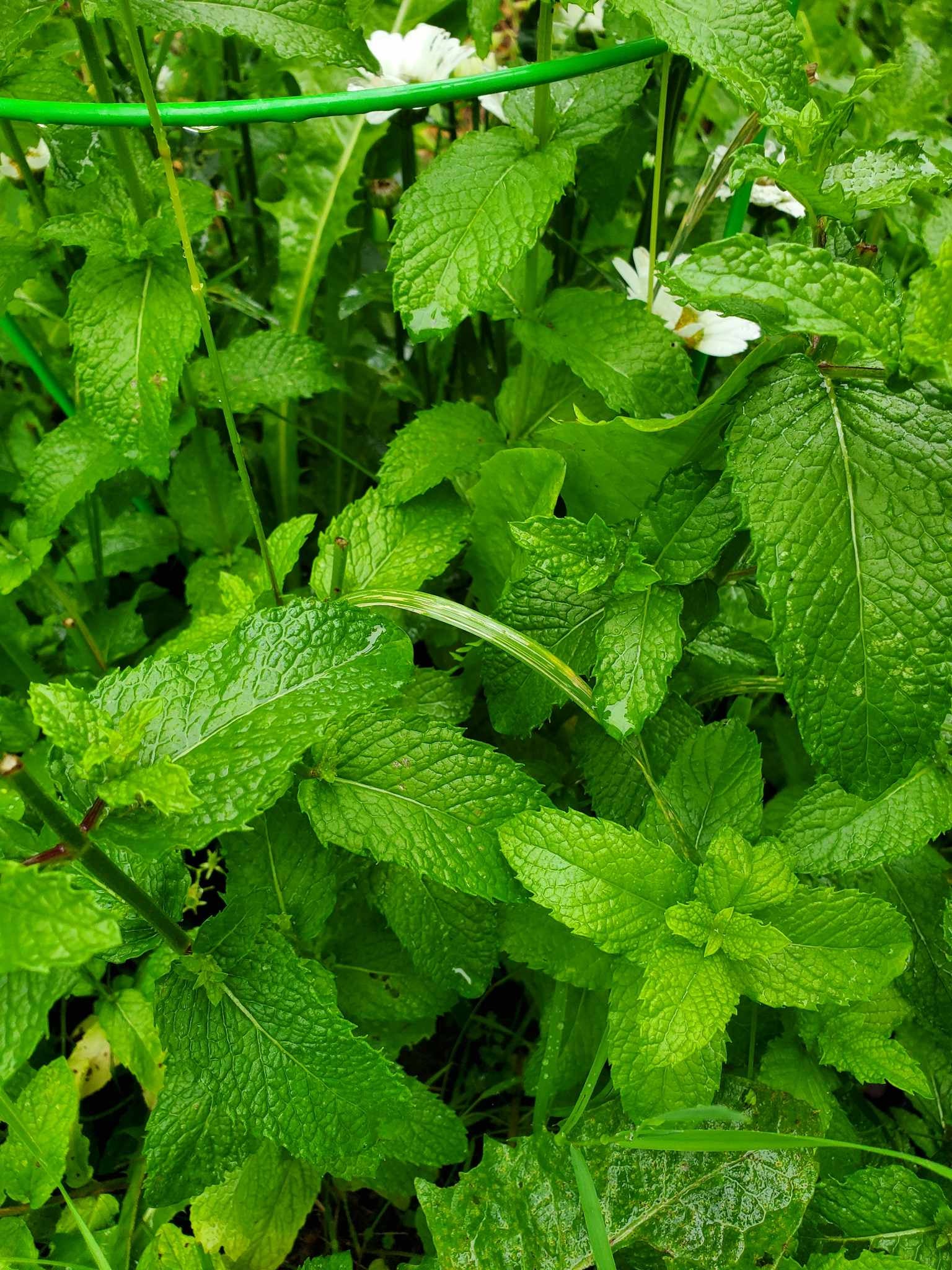 Thé Menthe